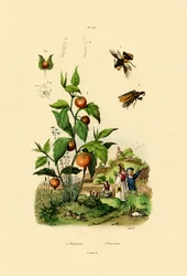 Physalis, 1833-39